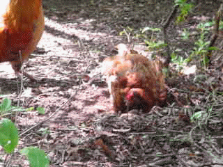 The big red hen, mamma to 3 day old chicks. She likes to dust bathe!