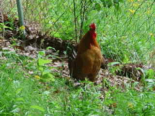 Daddy Rooster of 3 day old chicks. He likes to crow!