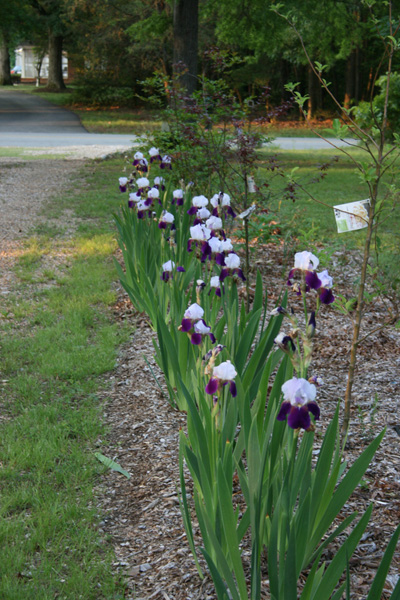 Irises along the Tea Walk blooming in May 2007