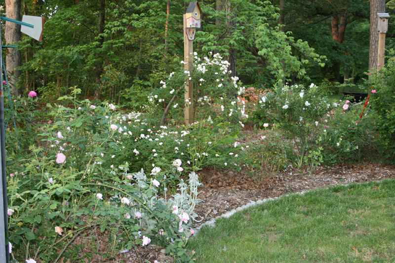 Trier and other roses blooming May 2007