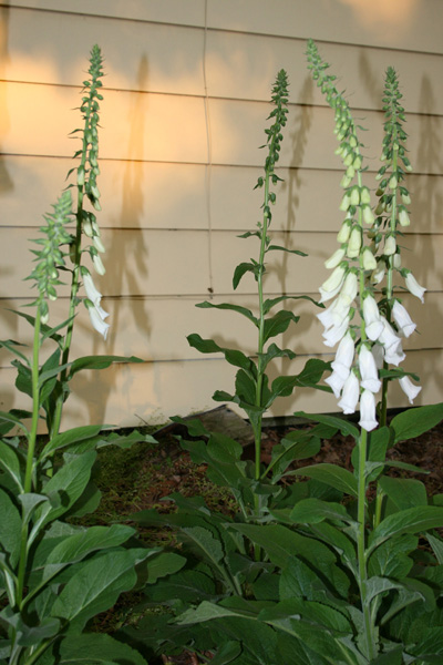 White Foxgloves May 2007
