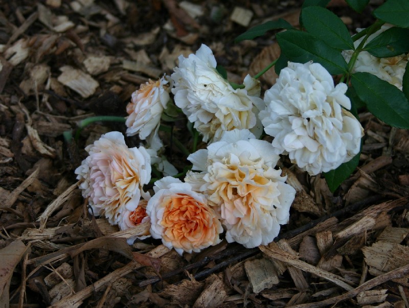 Cluster of Buff Beauty Blossoms