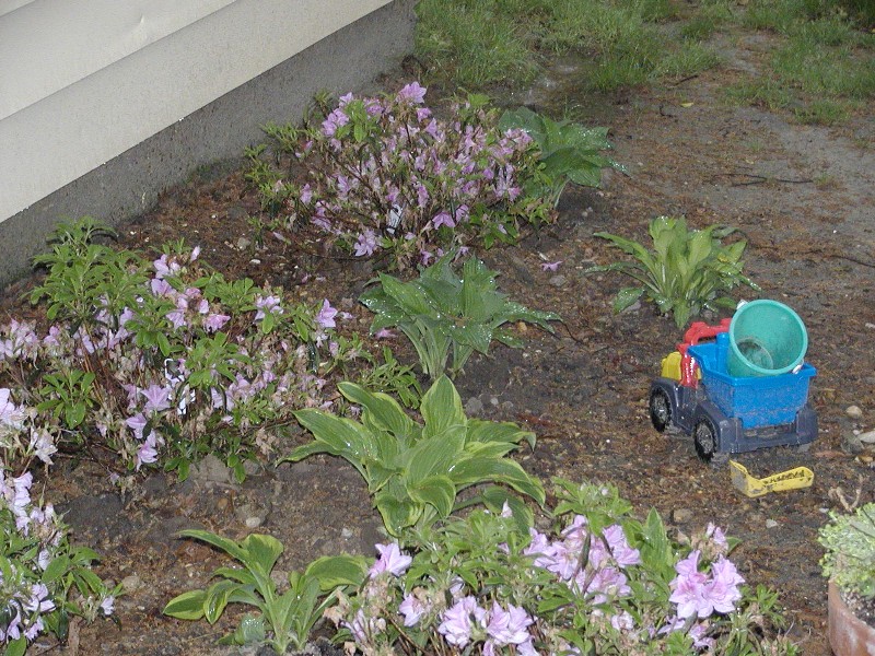 Azaleas in the courtyard gardn