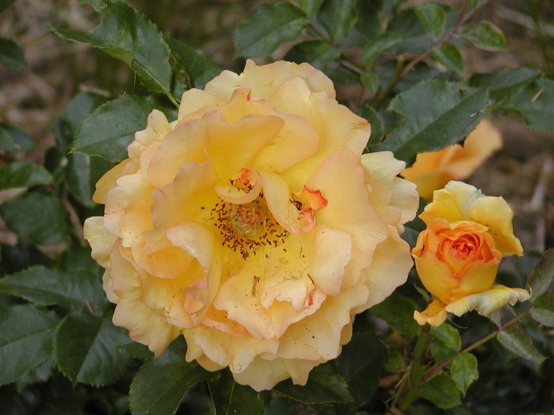 Eurecka gorgeous from start to finish