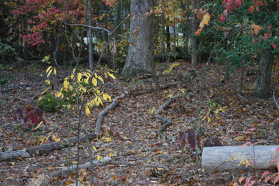 The Morning Garden path into the woods in Fall 2007