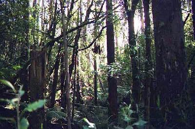 Halcyon Forest, My Home