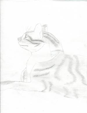 Not really fanart but it was a cute pic I drew of my sister's cat Punkin.