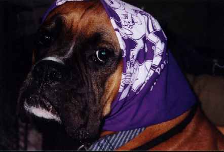 Oscar's Interpretation of The Color Purple