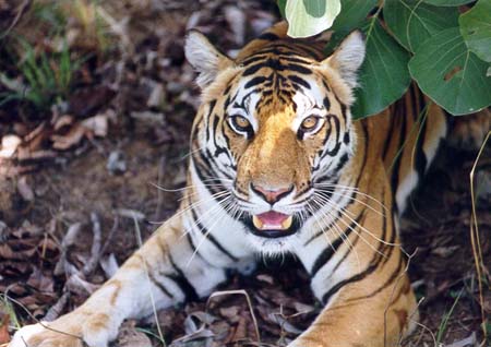 photo Dr.Dilip Katiyar