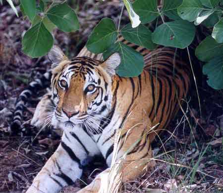 photo Dr.Dilip Katiyar