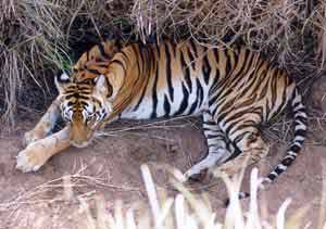 tigress by Dr.Dilip Katiyar