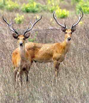 Barasingha.photo Dr.DilipKatiyar 