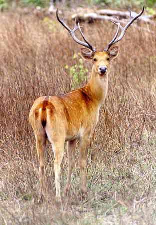 photo Dr.Dilip Katiyar