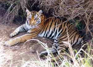 tigress by Dr.Dilip Katiyar