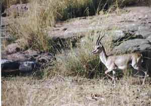 photo Aditya Singh.code-ara9-chinkara