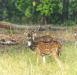 photo Dr.Dilip Katiyar.code-chital2