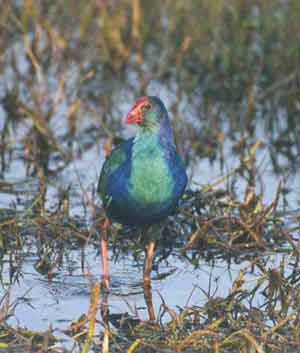 photo Dr.Dilip Katiyar.code-moorh