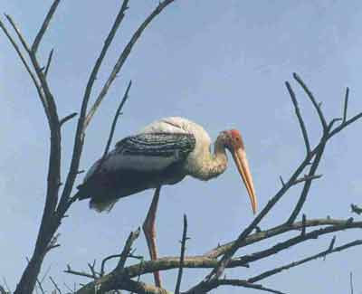 Painted Stork