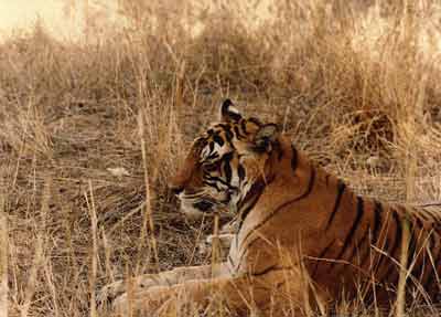 photo Aditya Singh.code-ara1-sittingtiger