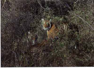 photo Aditya Singh.code-ara2-tigerinbush