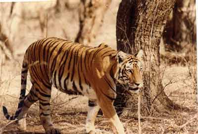 photo Aditya Singh.code-ara3-tigerhiss