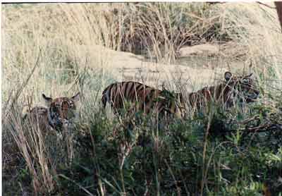 photo Aditya Singh.code-ara4-tigerpair