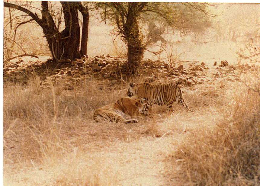 photo Aditya Singh.code-ara6-tiger