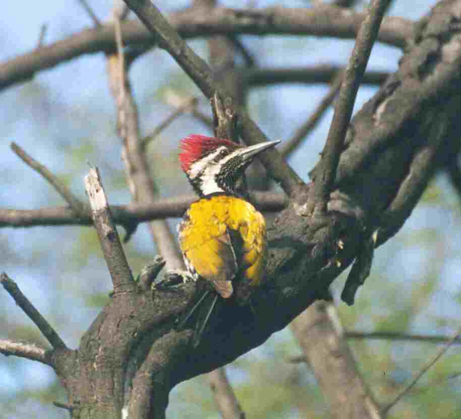 photo Dr.Dilip Katiyar.code-xdk2