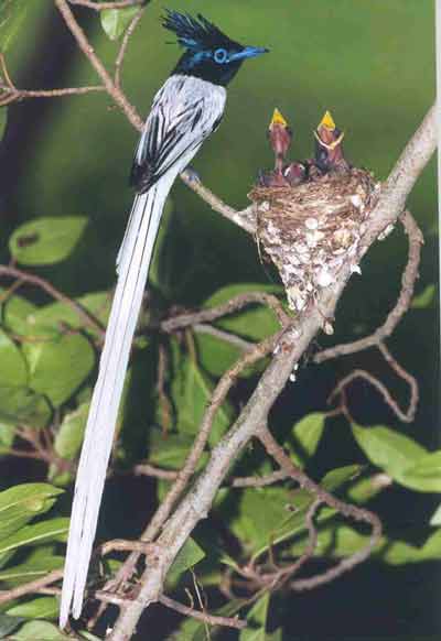 photo Dr.Dilip Katiyar.code-xdkp5