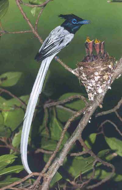 Paradise Flycatcher Dr.Dilip Katiyar