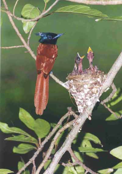 photo Dr.Dilip Katiyar.code-xdkpff4