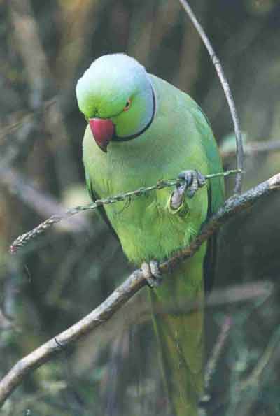 photo Dr.Dilip Katiyar