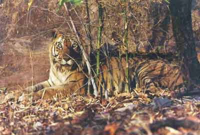 photo Dr.Dilip Katiyar.code-xdkt7