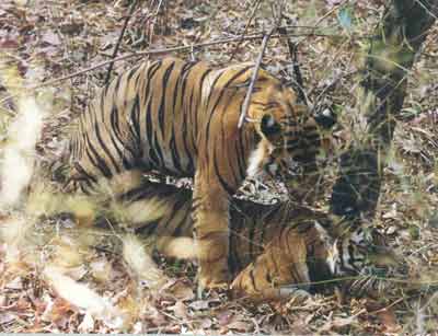 photo Dr.Dilip Katiyar. codexdktm8