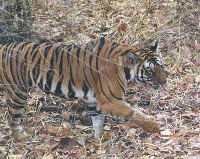 photo Dr.Dilip Katiyar