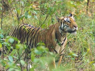 photo Dr.Dilip Katiyar