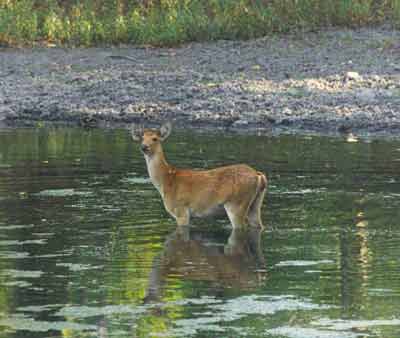 Female Barasingha Dr.Dilip Katiyar. codexdktm8