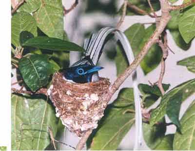 photo Dr.Dilip Katiyar