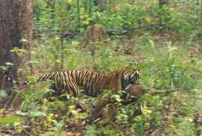 photo Dr.Dilip Katiyar