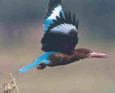 photo Dr.Dilip Katiyar.code-yking5