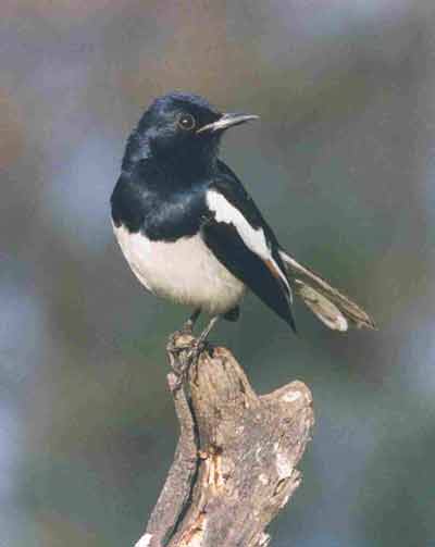 photo Dr.Dilip Katiyar.code-yrob6