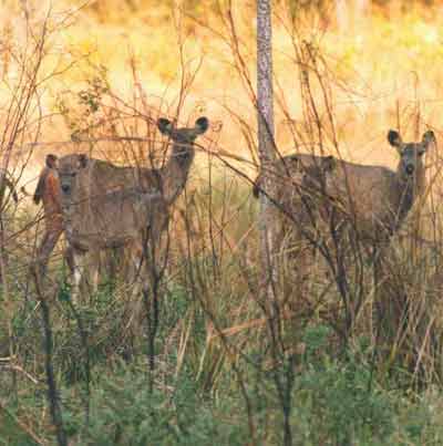 photo Dr.Dilip Katiyar.code-ysamb7