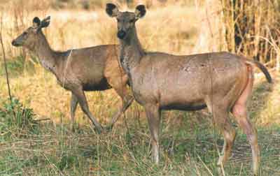 photo Dr.Dilip Katiyar.code-ysamb8