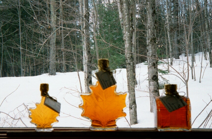 Maple Sap