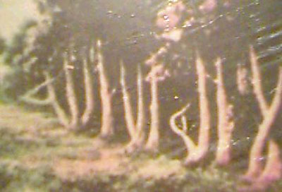 Bukti Keagungan Allah S.W.T