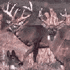 White Tail Deer.gif  Link to Info