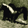 Skunk.gif  Link to Info