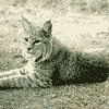 Bobcat.gif  Link to Info