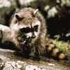 Raccoon.gif  Link to Info