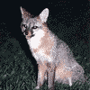 Gray Fox .gif  Link to Info